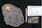Foto (Objekt + Etikett) von Plantae indet.  (NHMW-GEO-2024-0188-11519)